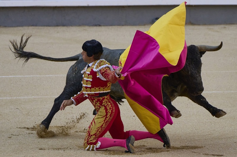 قررت السلطات الإقليميمة في إسبانيا الموافقة على عودة اقامة رياضة مصارعة الثيران، الذي تعرض للإيقاف مثله مثل جميع الأنشطة والرياضات التي تعتمد على حضور الجماهير، بسبب عمليات الإغلاق والقيود الناجمة عن فيروس كورونا. الصور عن أ.ب