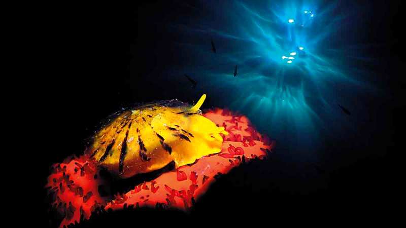 أدريانو موريتين - إيطاليا.