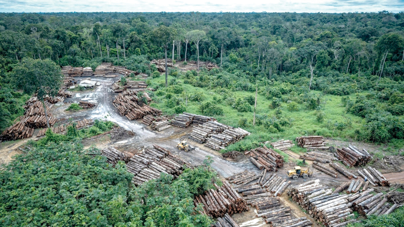 25% زيادة في عمليات إزالة الغابات في الأشهر الخمسة الأولى من العام الجاري مقارنة بالفترة المماثلة من العام الماضي. أرشيفية
