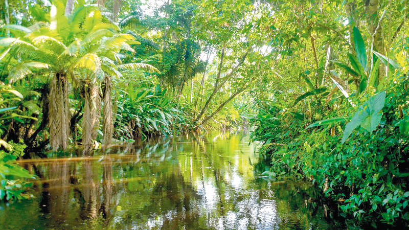 غابات الأمازون المطيرة مصدر للحفاظ على البيئة.  أرشيفية
