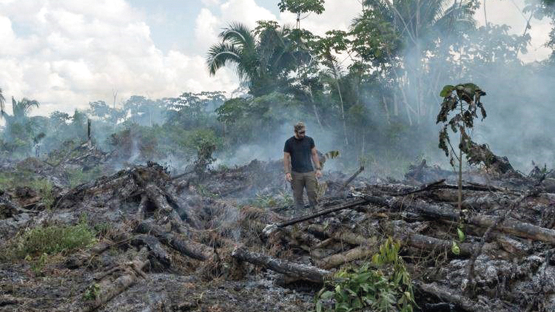 يقوم مخالفون بقطع الأشجار للحصول على أخشابها الثمينة.  أرشيفية