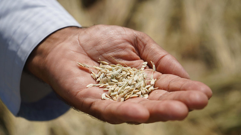 «الوزارة» اختارت محطة الابتكار الزراعي التابعة لها في الذيد لتجربة زراعة الأرز داخل الدولة.  وام - ارشيفية