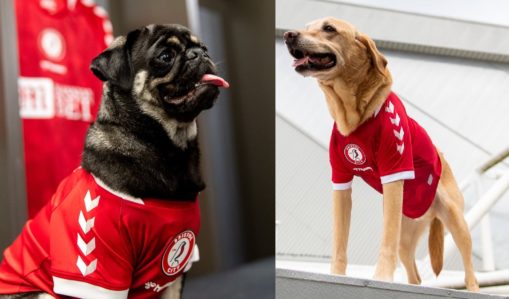 صورة ​كلاب بدلاً من نجوم الفريق للكشف عن القميص الجديد للنادي (فيديو وصور) – رياضة – عربية ودولية
