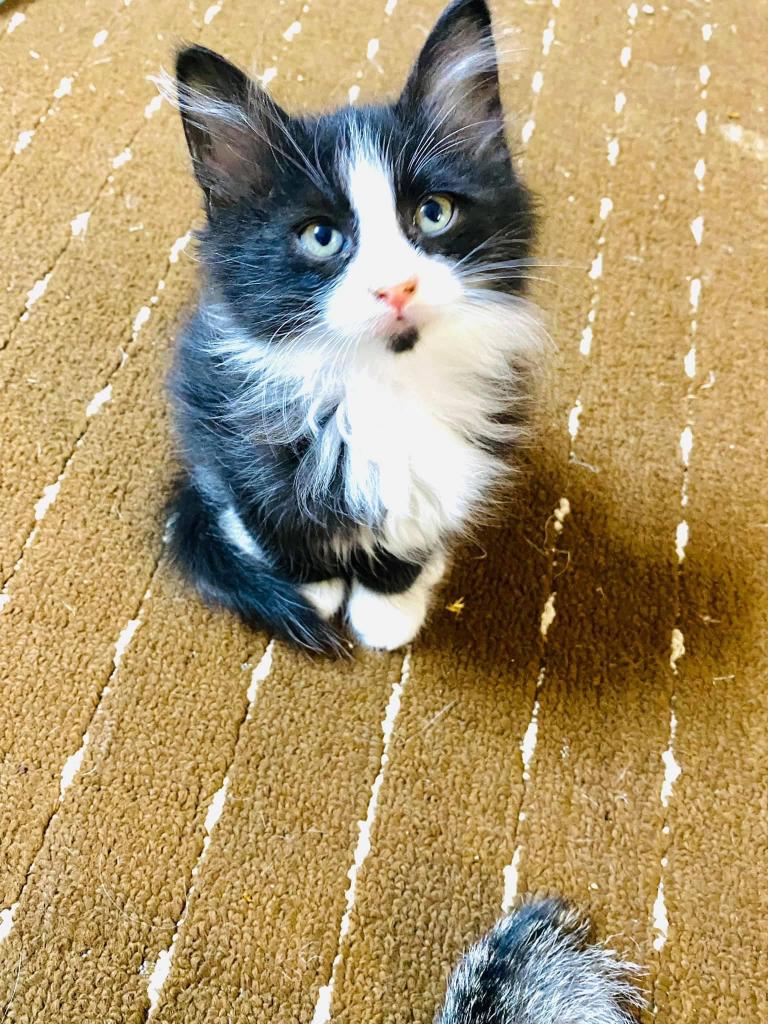 A Jordanian offers his "cat and her children" for adoption on the