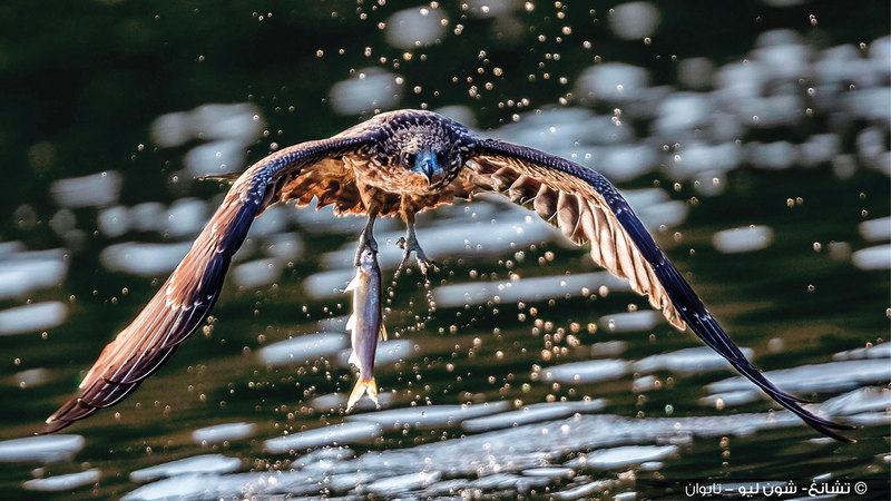 تشانغ - شونغ ليو - تايوان.