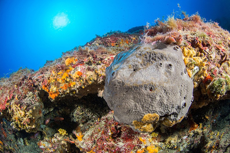 Sponge skeletons may be the oldest forms of animal life.. video
