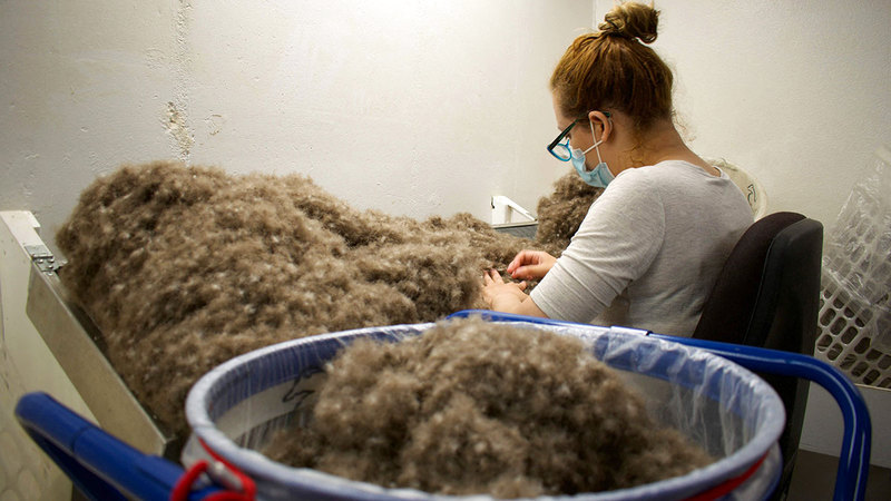 يستلزم إنتاج كيلوغرام من الريش الاستعانة بنحو 60 عشاً. أ.ف.ب