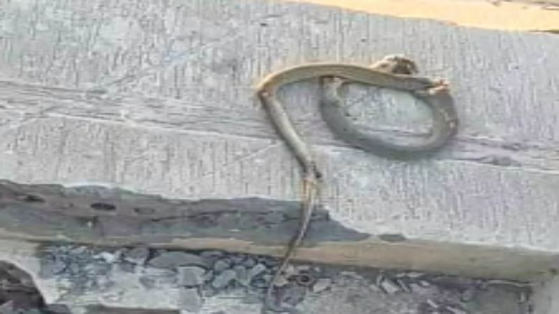 Cobra&quot; attacks a microbus, killing 5 people in Egypt - Teller Report