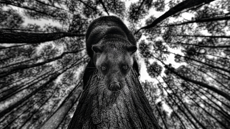 بامبانغ ويراوان - إندونيسيا.