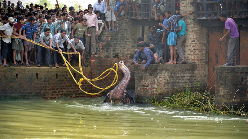 بيبلاب هازره - الهند.
