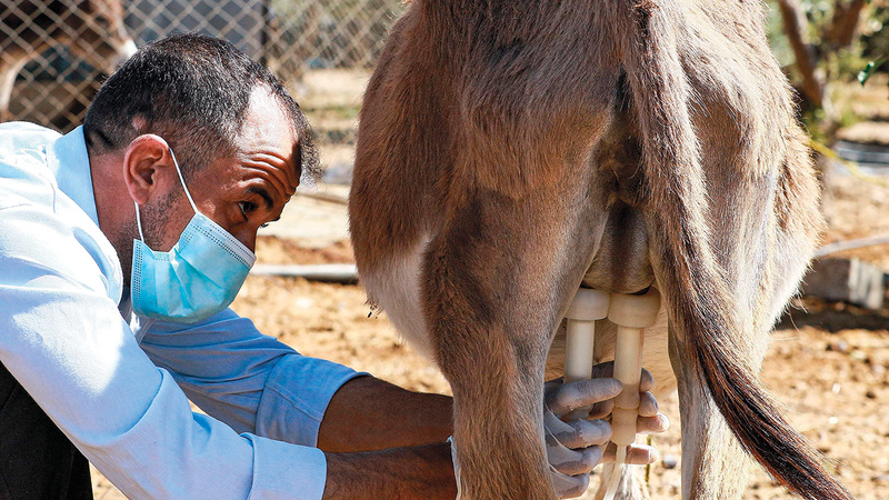 في مزرعة صغيرة في محافظة مادبا يتمايل 12 حماراً بانتظار أن يُنقل حليب الأتان إلى مشغل صغير في عمّان ليصنع منه الصابون.  رويترز