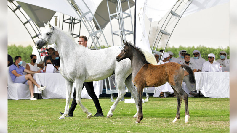 المزاد يُقام في الميدان العشبي لـ«مربط دبي» يوم 9 أكتوبر المقبل.    من المصدر
