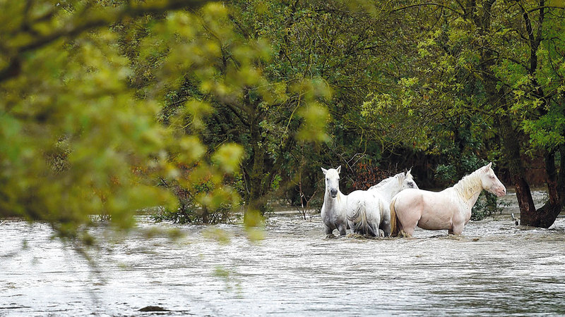 مزرعة خيول تحاصرها مياه الأمطار.    أ.ف.ب