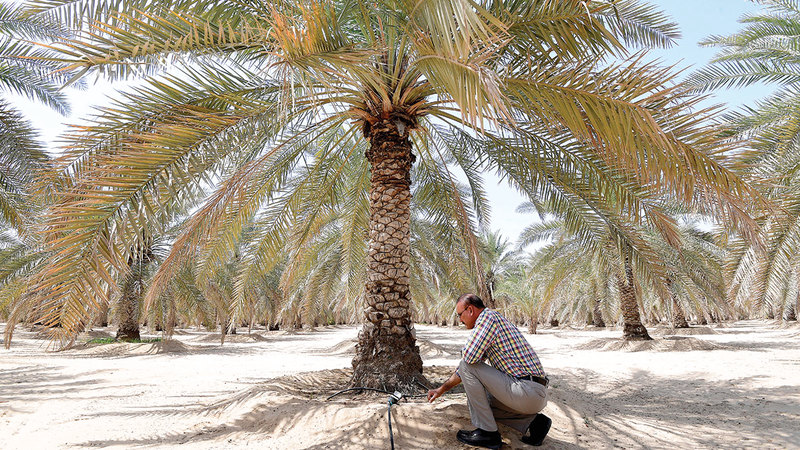 نظام &laquo;أنبوب مسامي&raquo; ساعد على نمو جذور شجرة النخيل في عمق غير محدود داخل التربة.   تصوير: باتريك كاستيلو