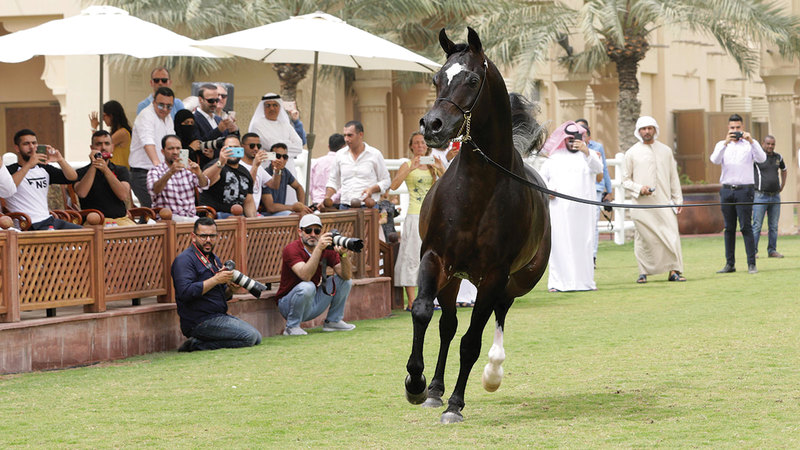 صورة «مربط دبي» يعلن عن مزاد استثنائي للخيول احتفاءً بـ «إكسبو 2020»