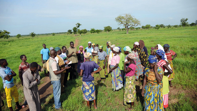 المشروع ساعد 500 شخص على زراعة الفونيو.. غالبيتهم من النساء.  من المصدر
