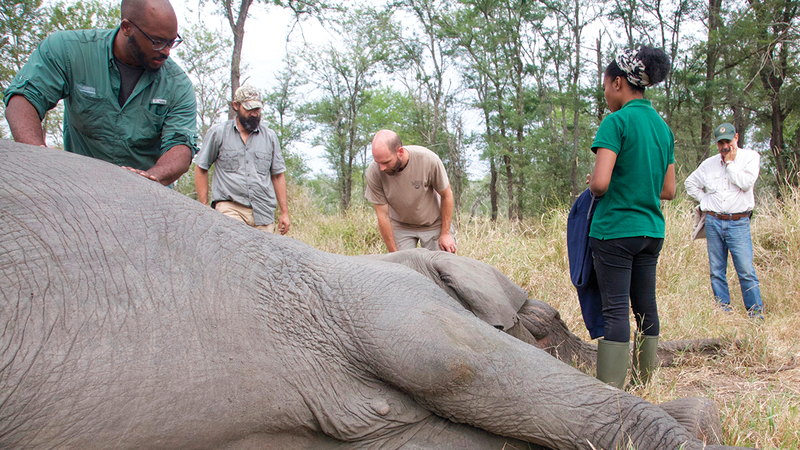 علماء في الحديقة الوطنية في موزمبيق يدرسون فيلاً مخدراً من دون أنياب.   أ.ب