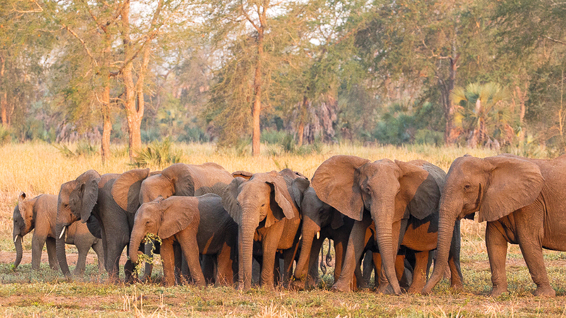 مجموعة من الأفيال من دون أنياب بالحديقة الوطنية في موزمبيق.   أ.ب