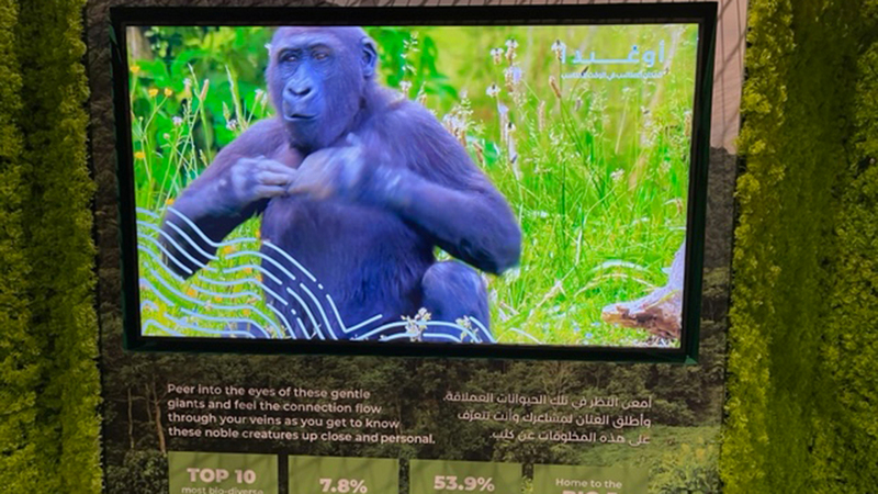 زوار الجناح يشاهدون تجربة تفاعلية معززة لغوريلا متنزه «بويندي».  من المصدر