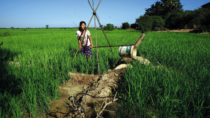 مزارعون شباب في تايلاند يعودون إلى الريف برؤية جديدة.   من المصدر