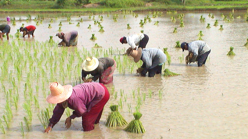 جهود في تايلاند لاستقطاب الشباب للعمل في المزارع.   أرشيفية