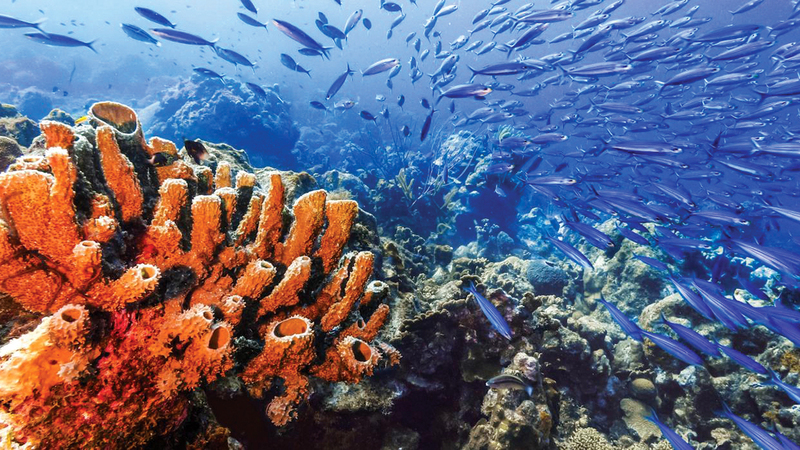 التوازن البيئي للحياة البحرية ضروري لتعديل المناخ.   غيتي