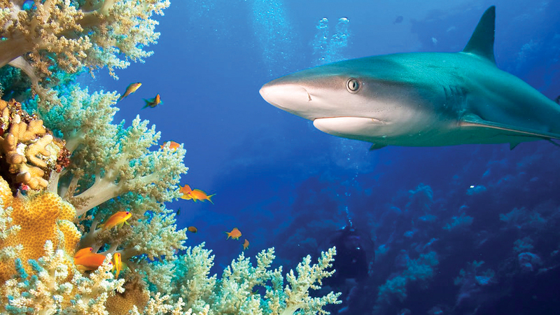 حياة المحيطات مهدّدة بسبب ارتفاع درجة الحرارة.   أرشيفية