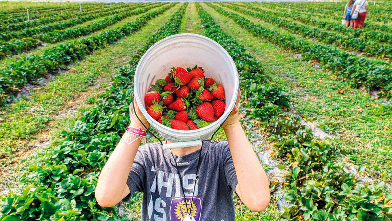 قطاف الفراولة يعتبر عملاً شاقاً.  أرشيفية