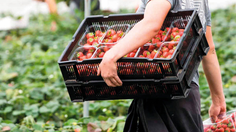 بعض المزارعين يتركون أحياناً جزءاً من المحاصيل تتعفّن في الحقول.    أرشيفية