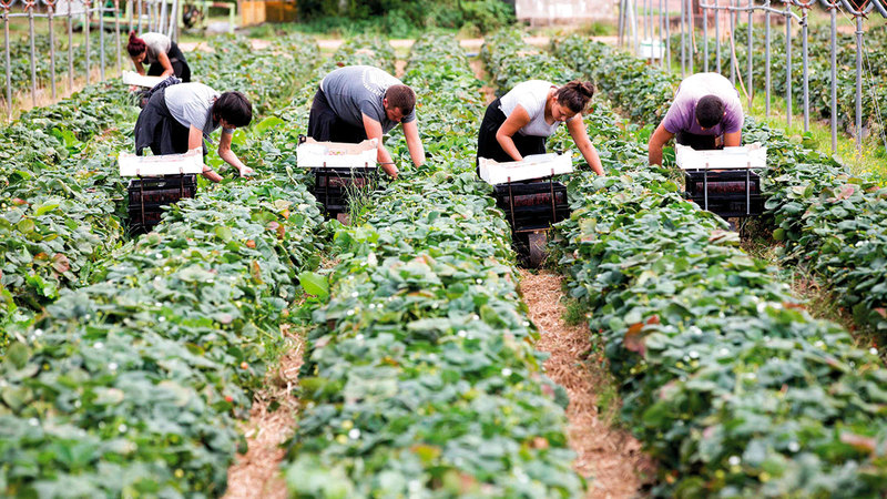 بعض المزارعين يتركون أحياناً جزءاً من المحاصيل تتعفّن في الحقول.   أرشيفية