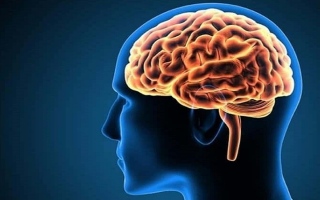الصورة: دراسة: مفتاح مقاومة السمنة ربما يوجد في المخ
