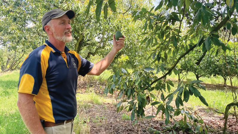 مزارع يتفقد ثماره قبل بدء الحصاد.   أرشيفية