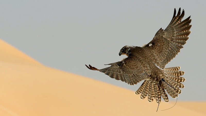خصص للمسابقة 30 جائزة بقيمة إجمالية تبلغ 810 آلاف درهم.     من المصدر