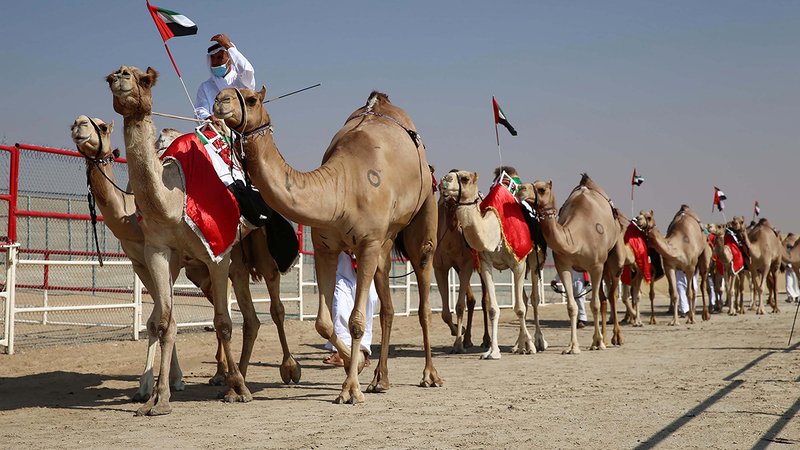 المنافسات تشمل سباقات الهجن ومزاينة الإبل والمحالب والسباق التراثي.   أرشيفية