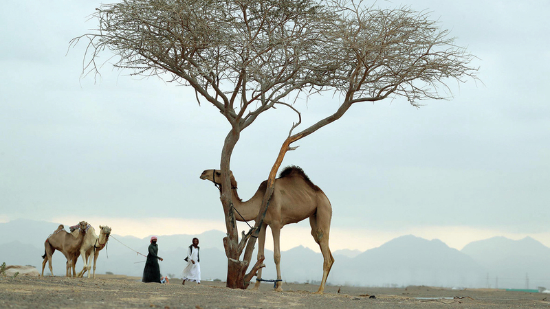 توافد الإبل للمشاركة.    من المصدر