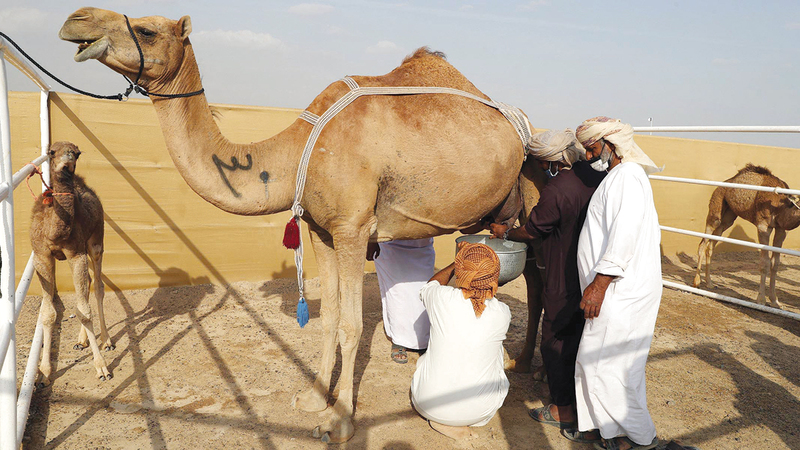 المسابقة تهدف إلى اختيار ً للحليب  النوق الأكثر إدرارا وتشجيع مالك الإبل على  اقتنائها.  من المصدر