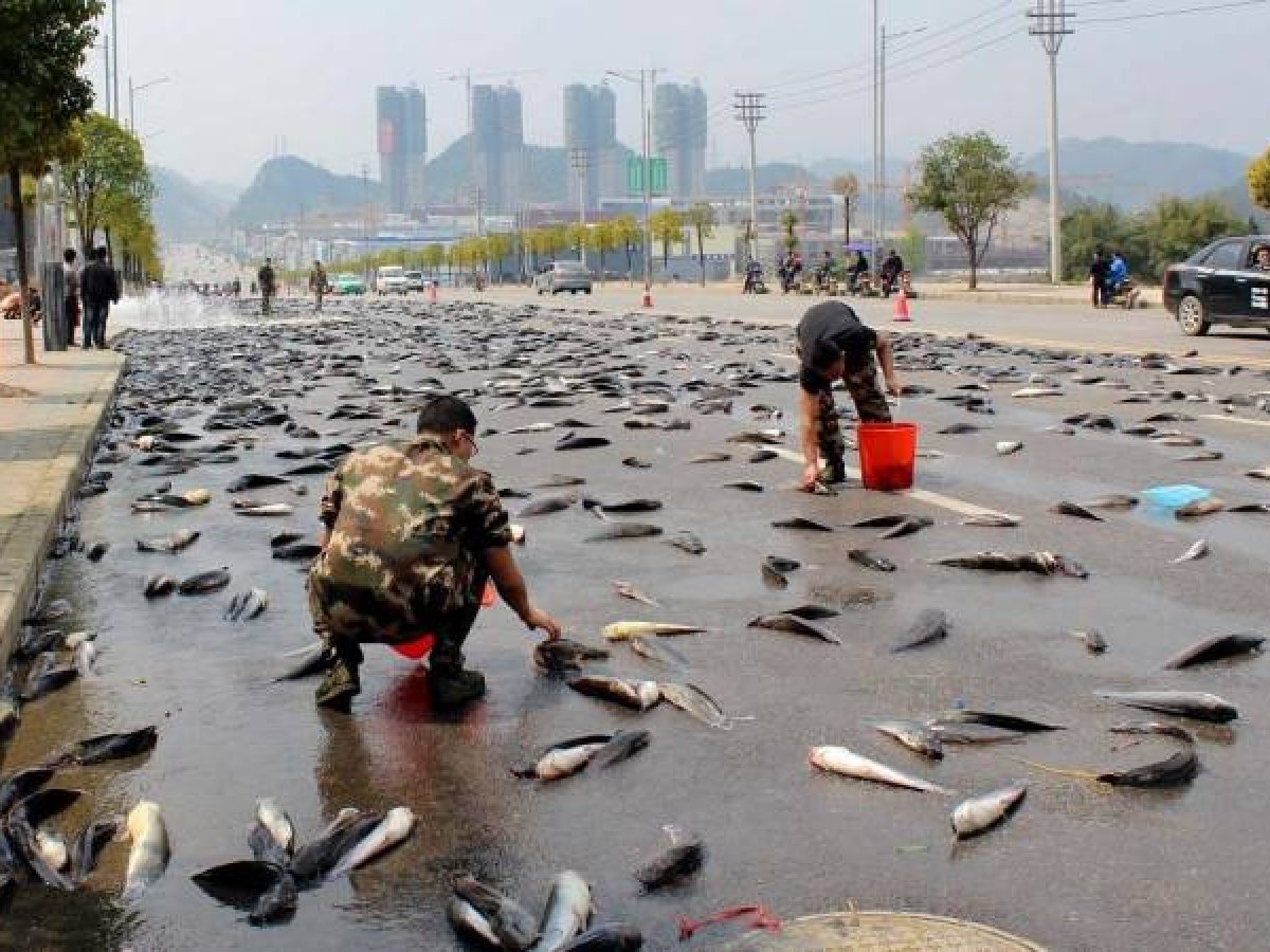 It's raining fish in Texas