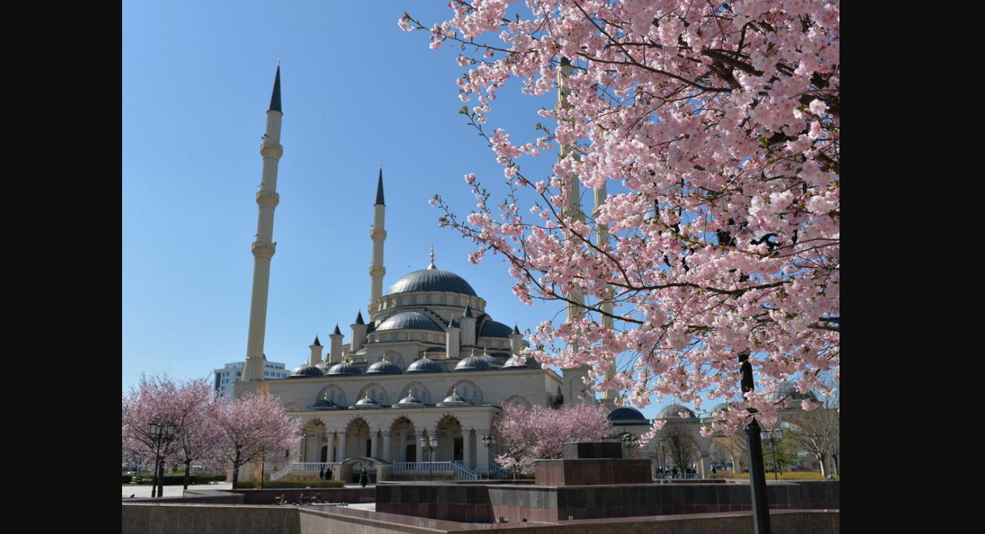 الشجرة زرعت في محيط مسجد «قلب الشيشان»