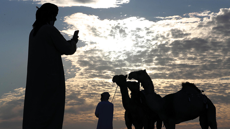 الترصيص يستمر لغاية 10 يناير الجاري في موقع المهرجان بمدينة زايد في الظفرة. من المصدر