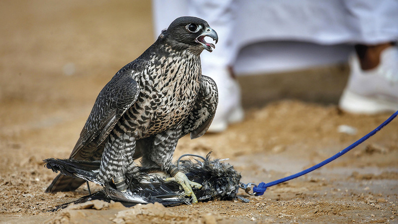 منافسات الشيوخ تميزت بالحضور القوي للإنتاج المحلي للصقور.    من المصدر