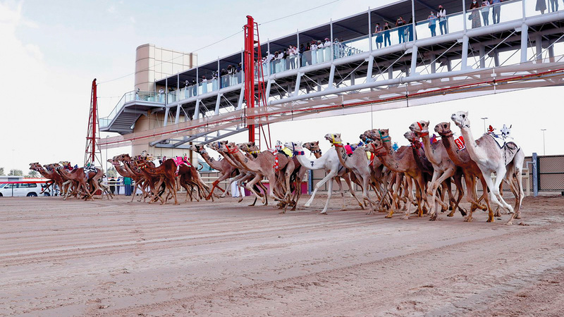 من منافسات سباق الهجن أمس.   من المصدر