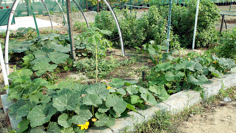 توجد 9000 مزرعة تستفيد من خدمات «الاتحاد للكهرباء والماء» في الإمارات الشمالية.   أرشيفية