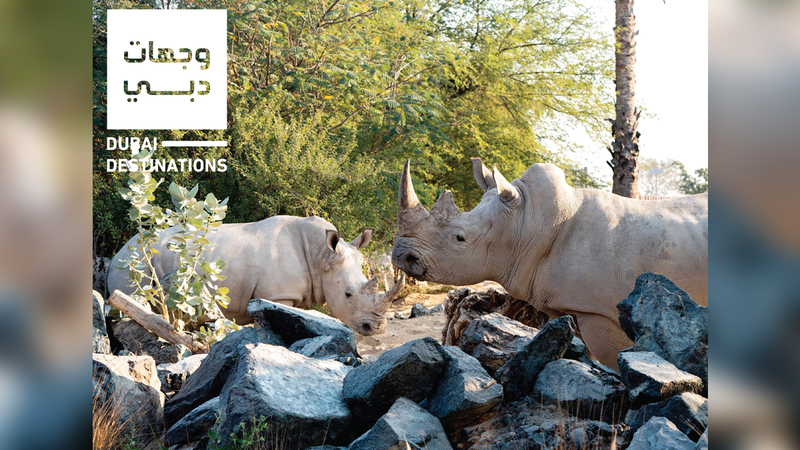 «سفاري دبي» نجحت في تعزيز مكانتها بوصفها وجهة مفضلة للعائلات والمقيمين والزائرين للدولة.   أرشيفية