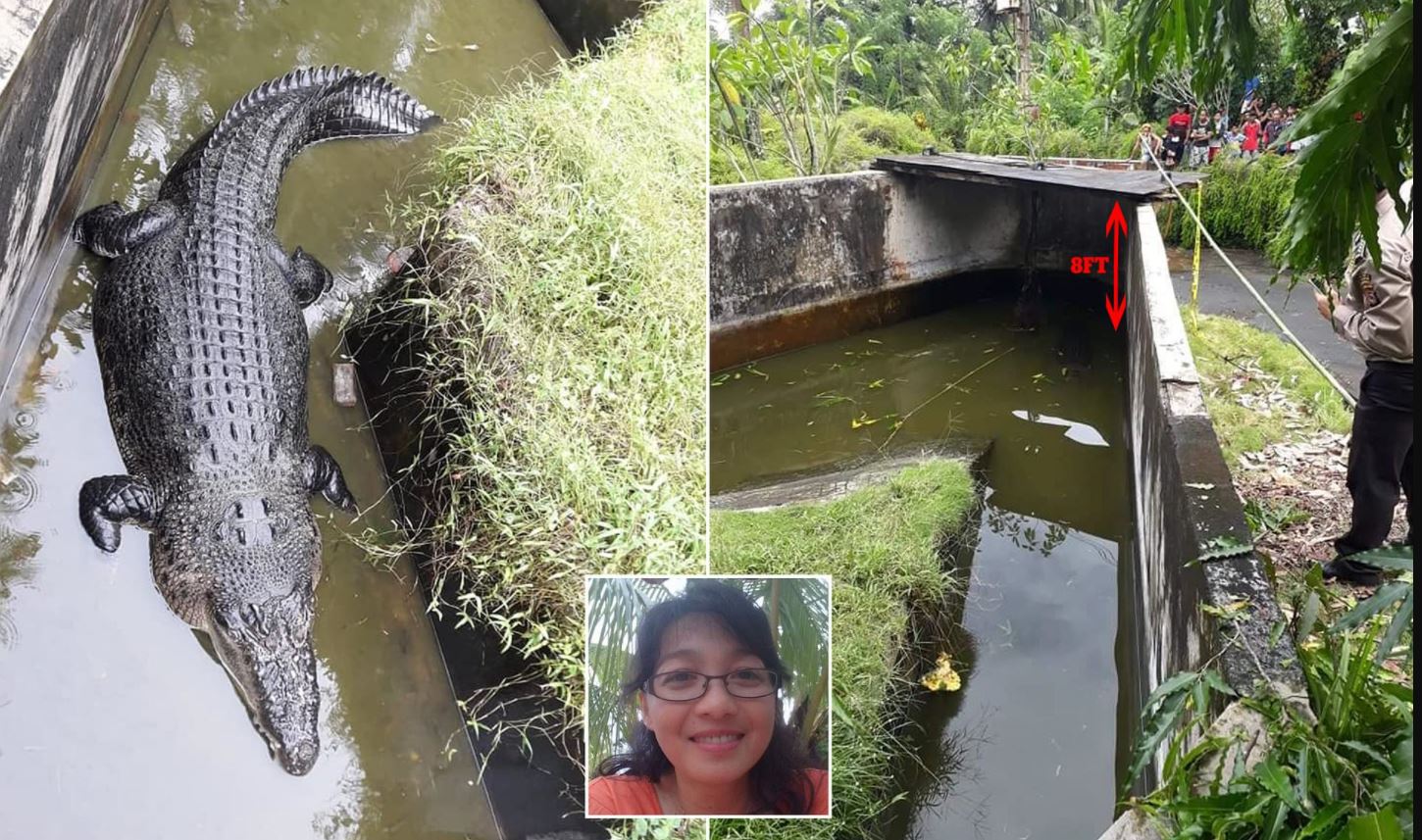A crocodile devours an Indonesian girl, all attempts to save her failed