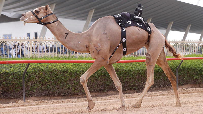 الشاهينية «العاصفة».