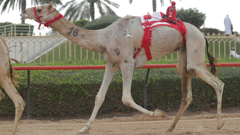 «شاهين» الرئاسة الشوط الثاني.