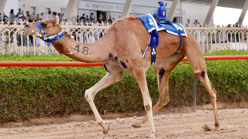 إثارة كبيرة شهدها ختام المهرجان.   من المصدر