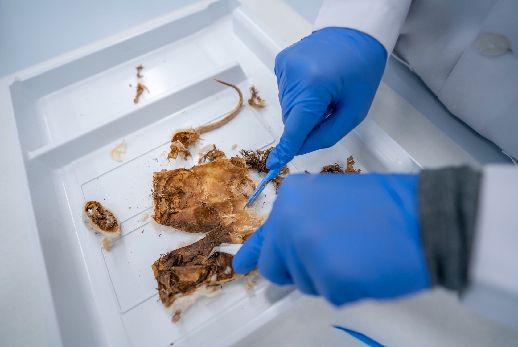 which entails specific training in forensic entomology