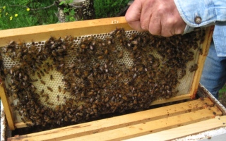 الصورة: اختفاء النحل.. لغز يثير القلق في المغرب