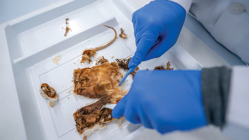 التجارب كشفت 21 نوعاً من فصائل الحشرات تتغذى على الجثث. À من المصدر